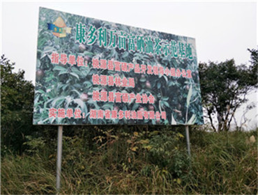 九洲国际,油茶莳植生产加工销售,植物油莳植生产加工销售