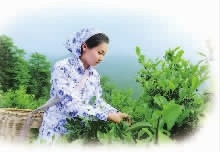 九洲国际,油茶莳植生产加工销售,植物油莳植生产加工销售